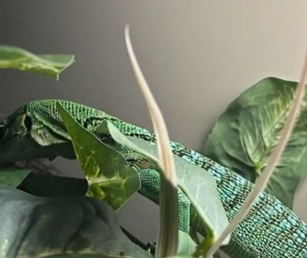 Close-up of a green tree monitor resting among broad tropical leaves