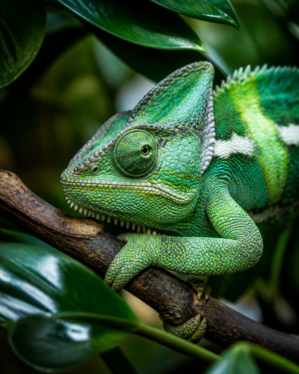 Veiled Chameleon reptile ambassador at Keeping It Scaly