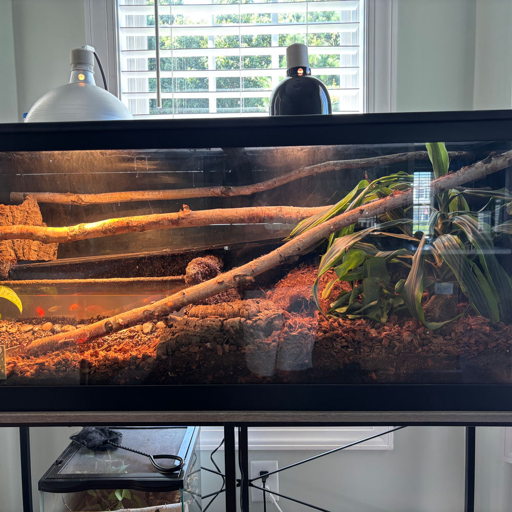 Large custom terrarium with branches, live plants and heat lamps