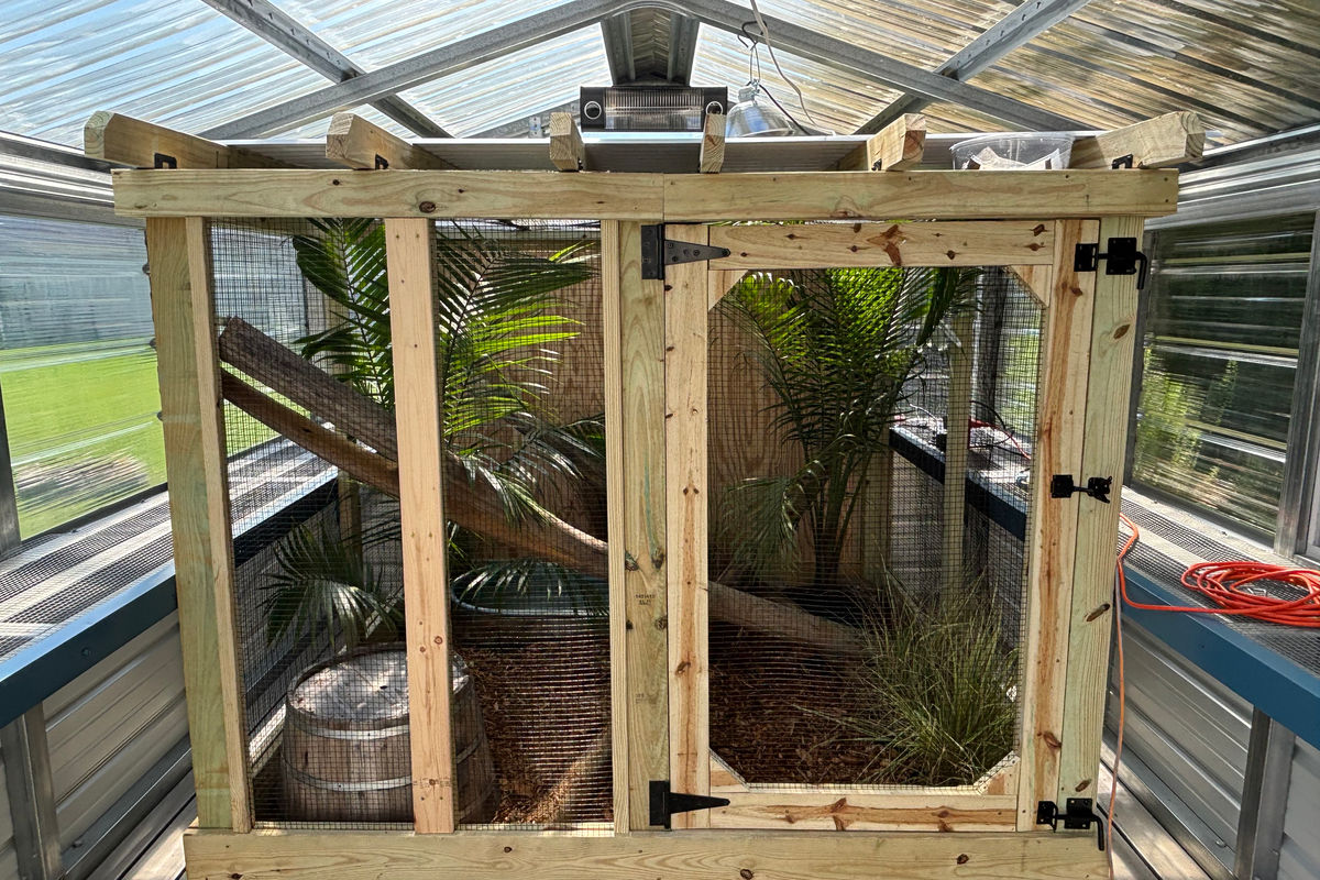 Custom-built outdoor reptile enclosure framed in timber and mesh