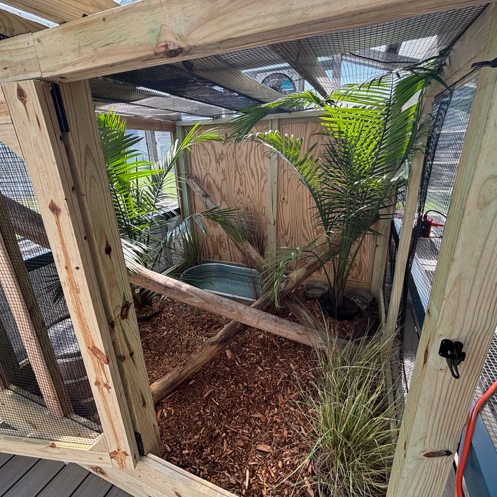 Tropical style reptile habitat with dense planting and secure mesh